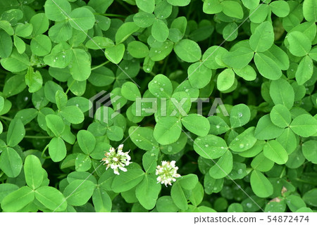 Clover after the rain Clover after the rain 54872474