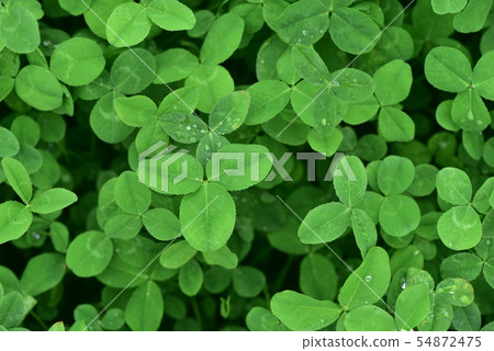 Clover after the rain Clover after the rain 54872475