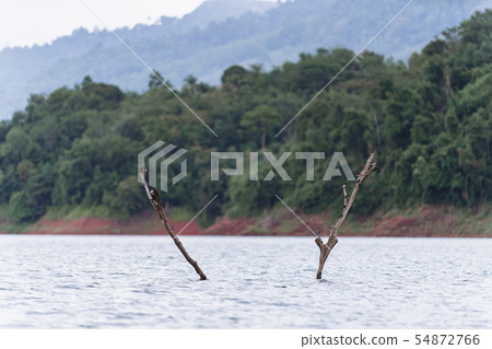 Swiftlets bird on the dried tree branches in 54872766