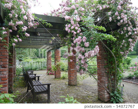 Rose garden Rose garden 54872767