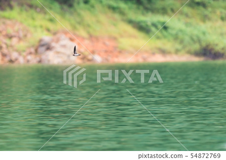 Swiftlets bird fly over the water in Hala-Bala Swiftlets bird fly over the water in Hala-Bala 54872769