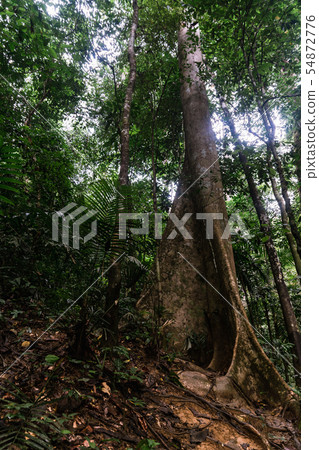 Giant Tetrameles nudiflora in Hala-Bala Wildlife 54872776