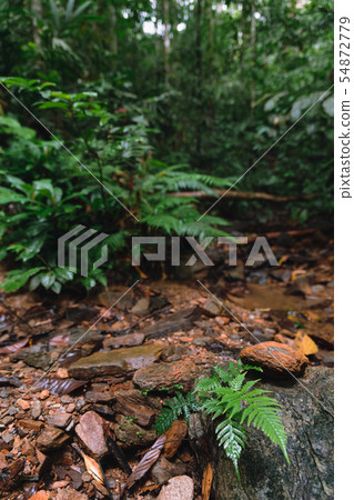 Lush vegetation of Malayan rainforest in hala bala Lush vegetation of Malayan rainforest in hala bala 54872779