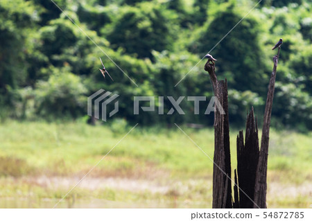 Swiftlets bird fly over the water in Hala-Bala 54872785