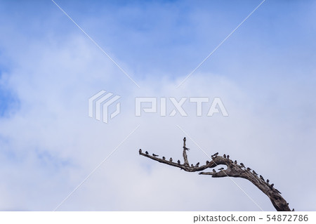 Swiftlets bird on the dried tree branches in Swiftlets bird on the dried tree branches in 54872786