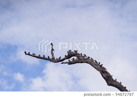Swiftlets bird on the dried tree branches in Swiftlets bird on the dried tree branches in 54872787