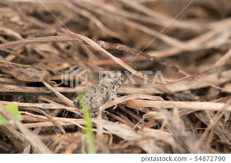  Bamboo shoots 54872790