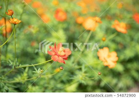 Kivanacosmos Kivanacosmos 54872900