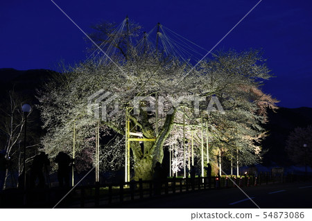 Sawa cherry blossoms illuminated 54873086