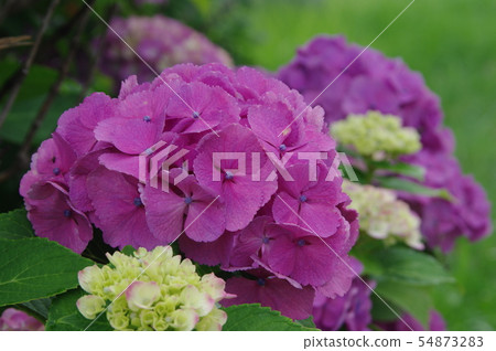 開花在雨季期間的八仙花屬 54873283