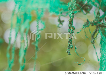 The Old green sun protection mesh and lack. The Old green sun protection mesh and lack. 54873309