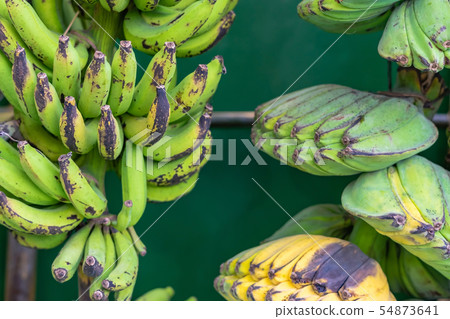 Many kind of bananas are nicely set and displayed Many kind of bananas are nicely set and displayed 54873641