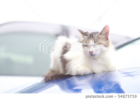 睡覺在汽車的貓 睡覺在汽車的貓 54873719