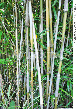A group of female bamboo A group of female bamboo 54873817