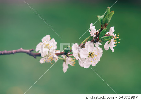 Cherry flowers frame 54873997