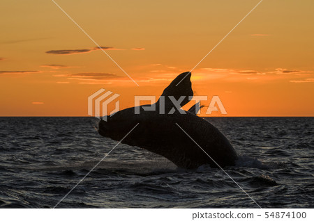 Southern right whale jumping,Patagonia,Argentina 54874100