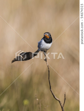 Strange tailed Tyrant Strange tailed Tyrant 54874315