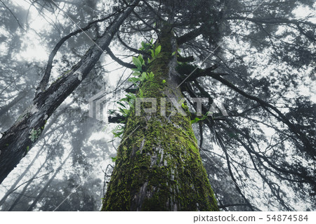 Forest Rain and fog On the Moutain Forest Rain and fog On the Moutain 54874584