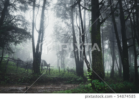 Forest Rain and fog On the Moutain Forest Rain and fog On the Moutain 54874585