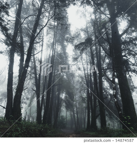 Forest Rain and fog On the Moutain Forest Rain and fog On the Moutain 54874587