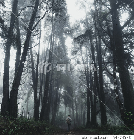 Forest Rain and fog On the Moutain Forest Rain and fog On the Moutain 54874588