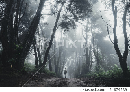 Forest Rain and fog On the Moutain Forest Rain and fog On the Moutain 54874589