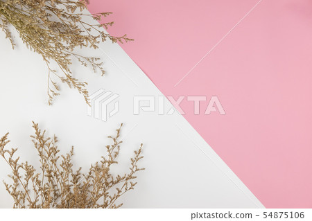 Top view of white caspia flower on pink and white 54875106