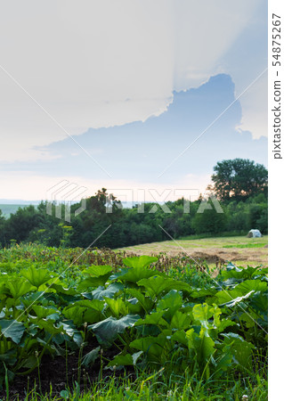 Garden beds with green pumpkin leaves 54875267