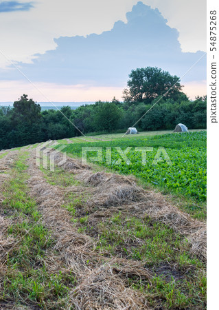 Rows of dry grass 54875268