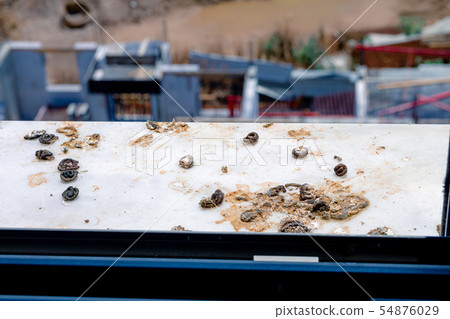 Pigeon droppings on the windowsill Pigeon droppings on the windowsill 54876029