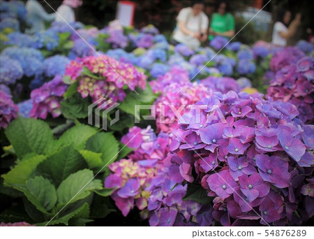 紫色繡球花 54876289