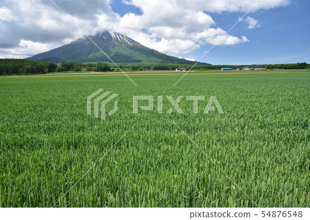拍攝北海道俱知安町的藍麥田和羊蹄山的初夏景觀 54876548