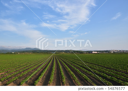 Photographing the summer landscape of soybean fields in the evening in Esashi-cho, Hokkaido Photographing the summer landscape of soybean fields in the evening in Esashi-cho, Hokkaido 54876577