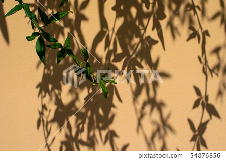 Plant shadows on the wall. 54876856
