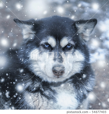Cute dog husky portrait, funny muzzle with snowflakes in winter Cute dog husky portrait, funny muzzle with snowflakes in winter 54877403