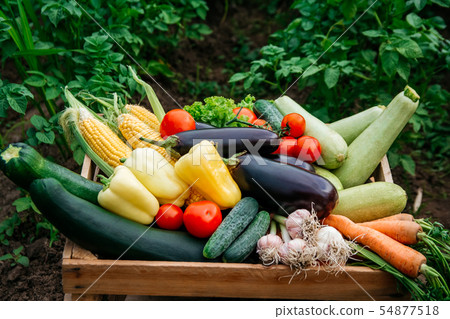 Fresh organic vegetables in a wooden box on the background of a vegetable garden .Concept of 54877518