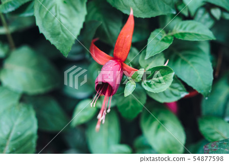 Green leaves background. Natural tropical background nature forest jungle foliage 54877598