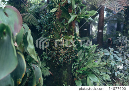 Green leaves background. Natural tropical background nature forest jungle foliage. 54877600