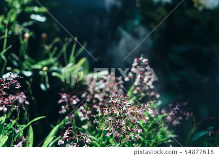 Green leaves background. Natural tropical background nature forest jungle foliage. Green leaves background. Natural tropical background nature forest jungle foliage. 54877618