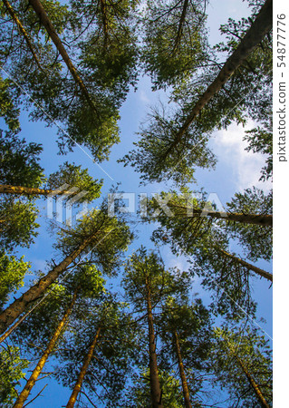 Green tops of pines from bottom to top 54877776