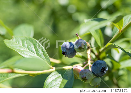 [Blueberry Denen Plaza] 54878171