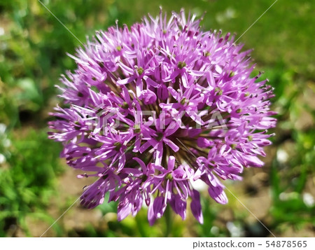 Closeup photo of the blooming purple allium flower Closeup photo of the blooming purple allium flower 54878565