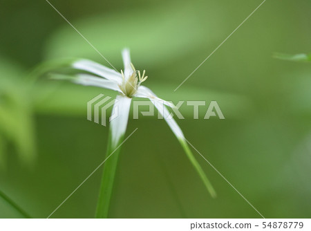 Summer wild grass 54878779