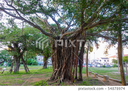 The park of Naha 54878974