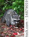 raccoon  54879059