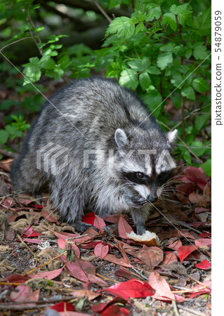 raccoon  54879059