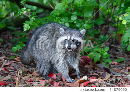 Raccoon part2 54879060