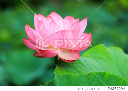 蓮花 54879904