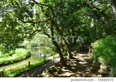 Denenchofu,Takarako公園 Denenchofu,Takarako公園 54880039