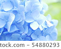 淺藍色繡球花 54880293